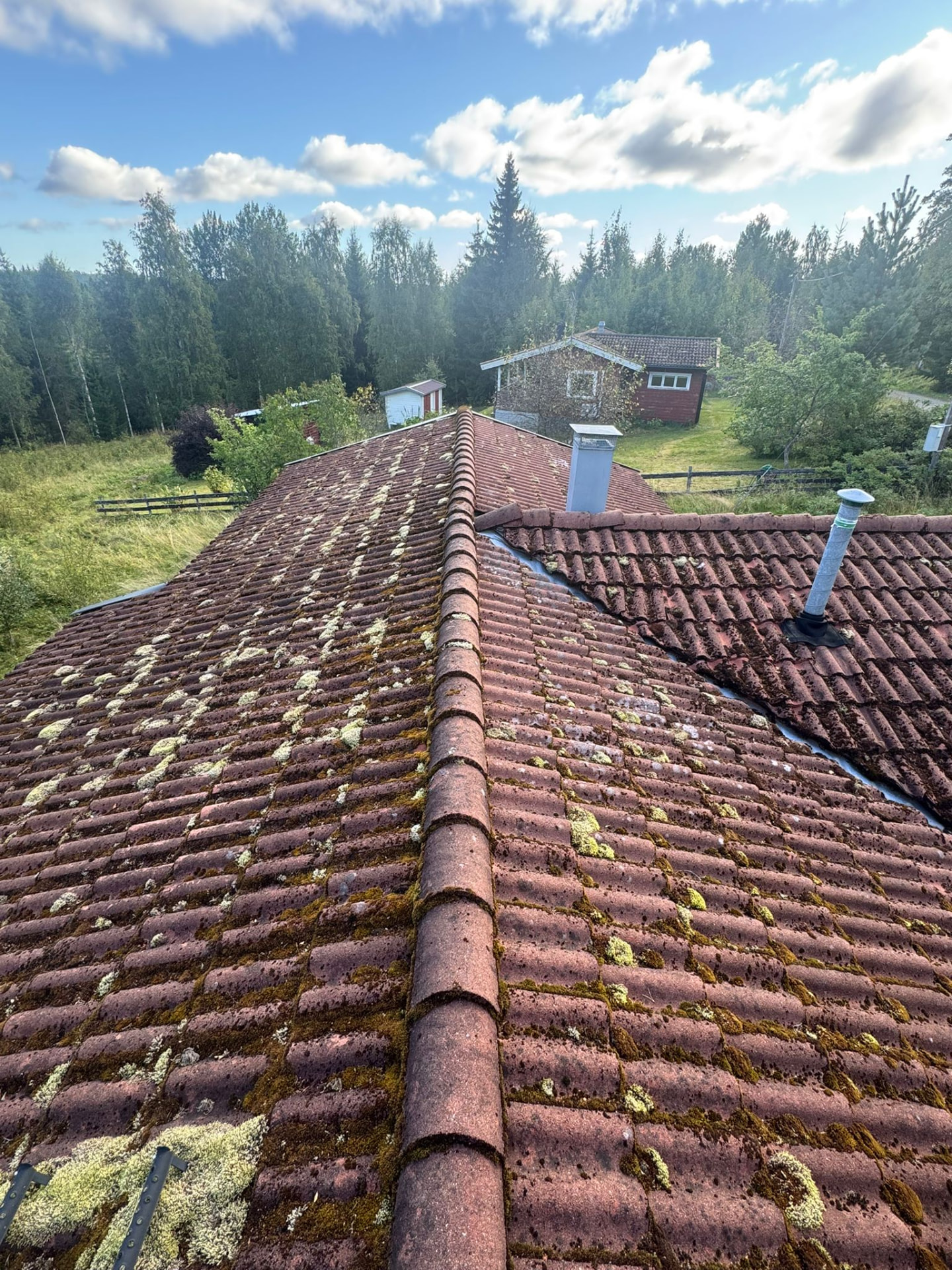Slitet tegeltak med mossa och lav före takbyte